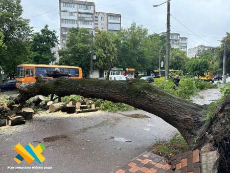Негода пошкодила великий клен по вулиці Перемоги: тролейбуси №№2, 3, 7А курсують з відхиленням від графіків